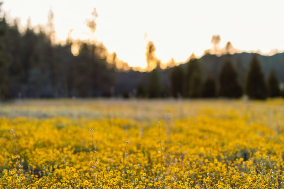 Spring Wildflowers at Kowana Valley near Yosemite
