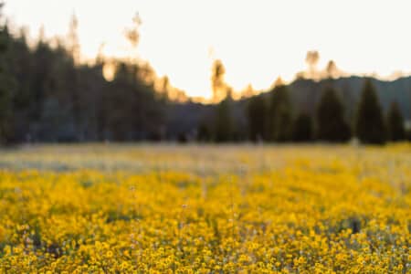Spring Wildflowers at Kowana Valley near Yosemite