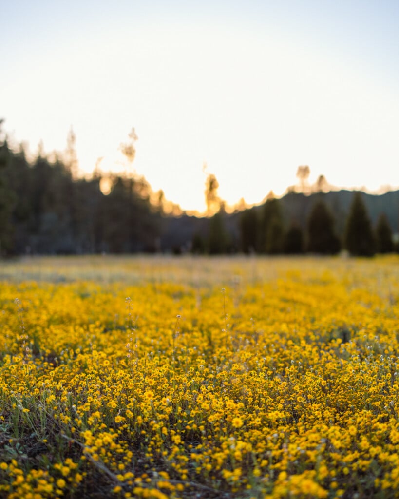 Spring Wildflowers at Kowana Valley near Yosemite